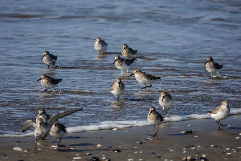 Bécasseaux variables